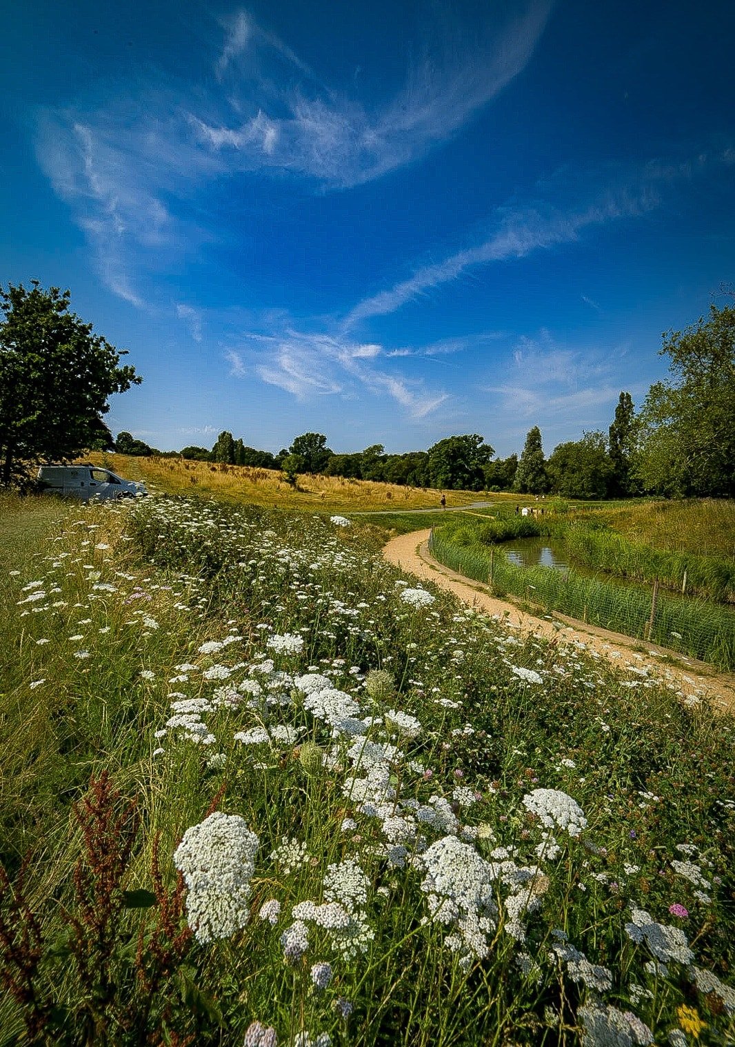 Queen Anne's lace